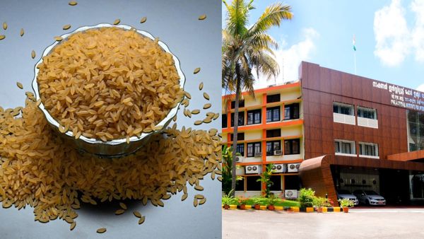 சாதம் சாப்பிட்டாலும் சுகர் ஏறிடும்னு கவலையே வேண்டாம்! வந்தாச்சு டிசைனர் அரிசி! குட் நியூஸ்!