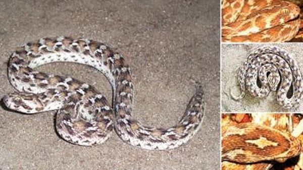 கண்ணாடிவிரியனா? சுரட்டை விரியனா? விறகு கட்டைக்குள் ஒளிந்து வேட்டையாடும் நம்பர் 1 விஷ பாம்பு இதுதான்