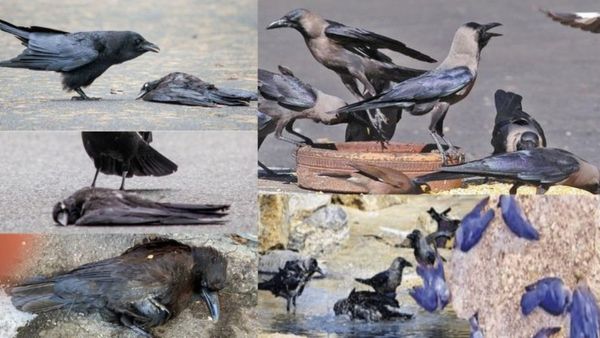 சென்னைக்கு புது ஆபத்து! 1500 காகங்கள் பலி: உயிருக்கே உலை வைக்கும் ஆஃப் பாயில்? தமிழக அரசு சொல்வதென்ன