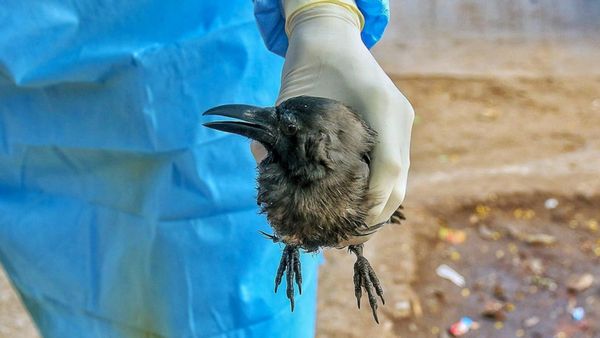 பறவைக் காய்ச்சல்: சென்னையில் காகங்கள் உயிரிழப்பு - இறைச்சி சாப்பிடுவது பாதுகாப்பானதா?