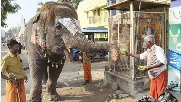 தள்ளுவண்டி கடையில் யானைக்கு இட்லி ஊட்டும் வியாபாரி.. பிரம்மாண்ட ஜீவன் பொழியும் பாசம்.. நெகிழ்ச்சி