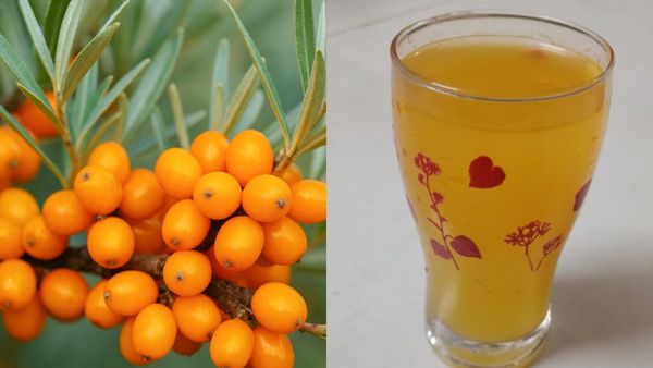 Sea Buck Thorn: லடாக்கில் விளையும் இமயமலை தங்கம்! மோடி சொன்ன சீக் பக் தார்ன்! பயன்கள் என்ன?