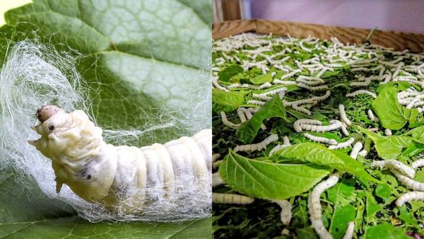 கொதிக்கும் நீரில் புழுக்கள் இனி சாகாது! பட்டு உற்பத்தியில் ஐஐடி புரட்சி! விவசாயிகளுக்கு வரப்பிரசாதம்