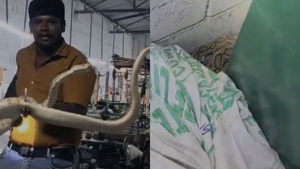 ஈரோட்டில் கனநொடியில் கண்ணாடி விரியன் செய்த வேலை.. தறிபட்டறையில் நடந்ததை பாருங்க