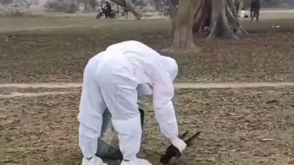 கொத்துக் கொத்தாக சரிந்த காகங்கள்! பீகாரில் அலறியடித்து ஓடிய பொதுமக்கள்.. அந்த மரத்தடியில் என்னாச்சு