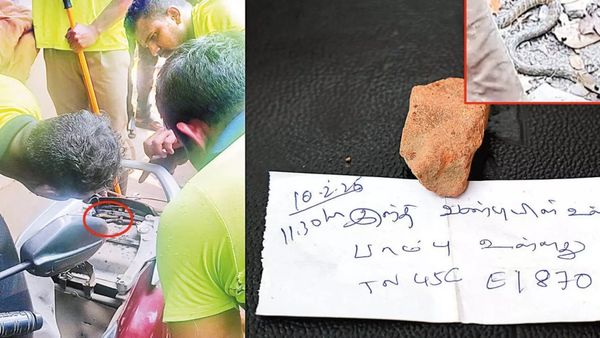 திருச்சிக்கு வந்த கோதுமை நாகப்பாம்பு.. 