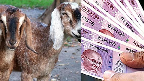 ஆடுகள் வளர்க்க ஆசையா? நாட்டுக்கோழி, பன்றி பண்ணை அமைக்க 50% மானியம்.. மத்திய அரசின் சூப்பர் திட்டம்