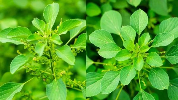 குப்பைமேனி தழை 400 நோய்களை தீர்க்குமே! குப்பையில் வளரும் ஆச்சரிய தங்கம்.. மூல நோயை விரட்டும் மூலிகை