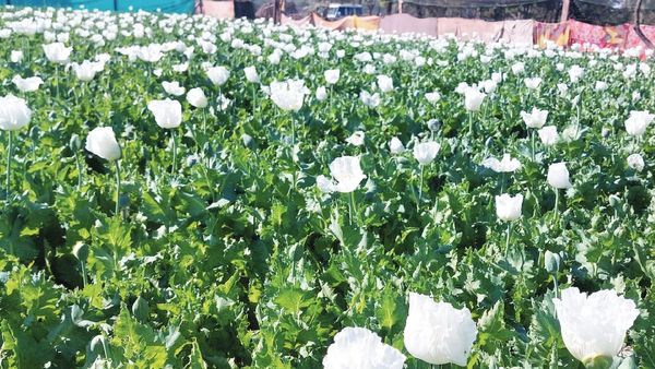 பாஜக விவசாய பிரிவு நிர்வாகி செய்த “பலே” சம்பவம்.. சோளத்துக்கு நடுவே அபின் செடி வளர்த்தவர் கைது!