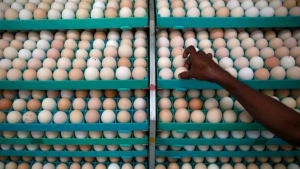 ஈரான் இஸ்ரேல் போர் பதற்றம்: நாமக்கல்லில் முட்டை ஏற்றுமதி அடியோடு பாதிப்பு! 2 கோடி முட்டைகள் தேக்கம்!