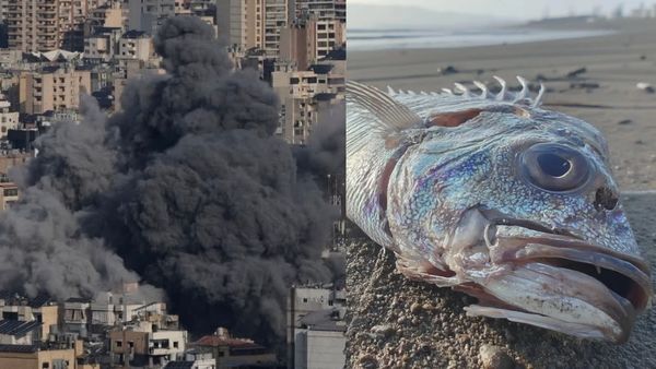 ஆரம்பிக்கும் மூன்றாம் உலக போர்.. வெளியே வந்த டூம்ஸ்டே மீன்.. அலறும் உலக நாடுகள்