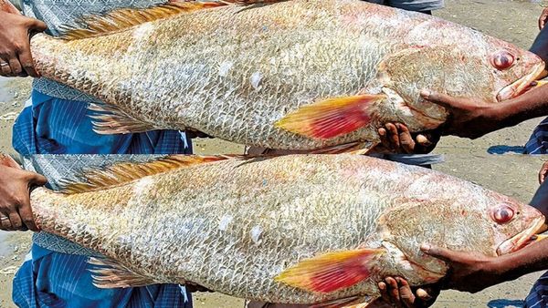 ராமநாதபுரத்தில் ஒரு மீன் 1.33 லட்சம்.. மன்னார் வளைகுடாவில் மீனவர் வலையில் விழுந்த ஜாக்பாட்