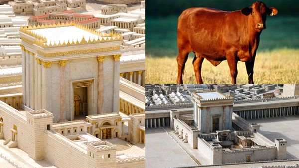 ஜெருசலேமில் 3-வது கோவில்? இஸ்ரேலின் அதிரடித் திட்டம்! உலக நாடுகளை அதிரவைக்கும் 'சிவப்பு பசு' ரகசியம்