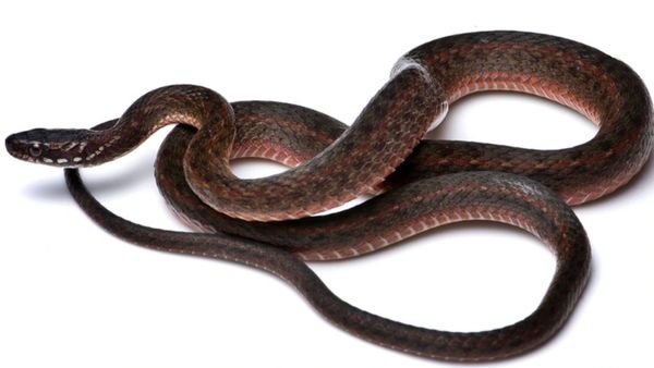 இந்தியாவில் அந்த பாம்பு இங்கே தான் ஒளிஞ்சிருக்கா? நாட்டின் மிகப்பெரிய சாதனை.. கீல்பேக் வெல்கம் பேக்