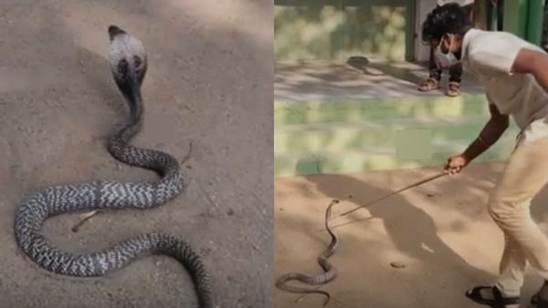 பொள்ளாச்சி அரசு பள்ளி படிக்கட்டு அடியில் காத்திருந்த எமன்: கோவை மாணவர்கள் ஒரே ஓட்டம் - நடந்தது என்ன?