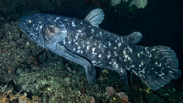 இந்தோனேஷிய கடலில் அது பாட்டுக்கு போகுது.. உலகமே வியப்பில் உறைந்திருச்சு! விலகிய 40 கோடி வருஷ மர்மம்