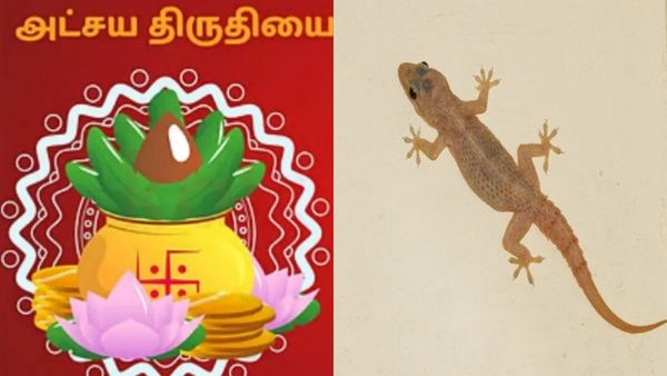 Akshaya Tritiya 2026: அட்சய திருதியைக்கு பல்லியை பார்த்தால் நல்லதுனு டிரெண்ட் ஆவது ஏன்?