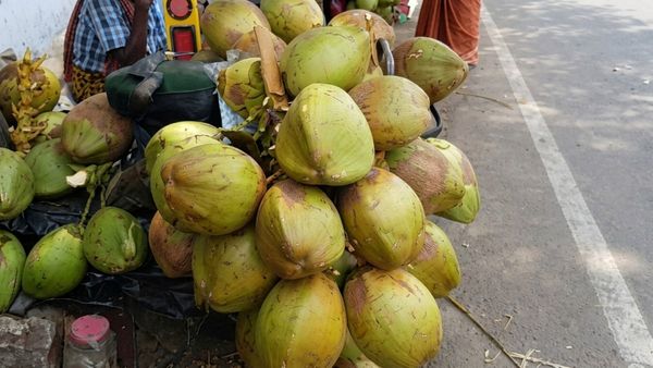 செங்கல்பட்டில் கிடுகிடுவென எகிறிய இளநீர் விலை.. ரூ.100 தொட்டது ஏன்? பொள்ளாச்சி லாரிகளால் வந்த வினை