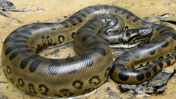 15 அடி நீள, உலகின் கனமான அனகோண்டா அமேசான் காட்டில்.. மனிதனையே விழுங்குமாம்! வேட்டை வியப்பு