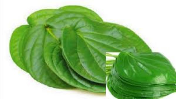 வெற்றிலை + மிளகு சேர்த்தா என்னாகும் தெரியுமா? 8 வாரத்தில் உடலில் பெரிய மாற்றம்! 