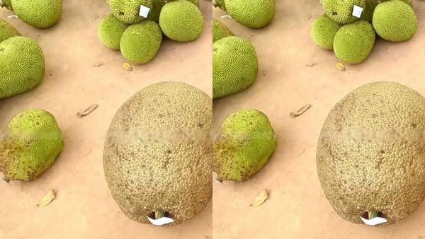 50 கிலோ பலாப்பழம் vs சாதாரண பலா… ₹2500 வரை ஏலம் போன ரகசியம் என்ன? புதுக்கோட்டையில் நடந்த அதிரடி!