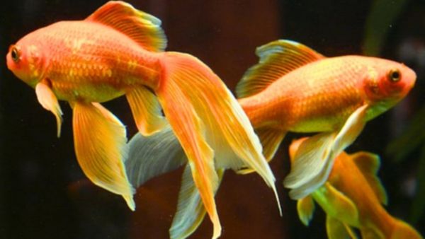 1 கறுப்பு மீன் உங்கள் வீட்டில் இருக்கா? சென்னை வீடுகளில் அந்த மர்ம அதிசயம்! 8 தங்க மீன் ரகசியம் இதோ