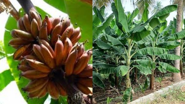 செவ்வாழை கிலோ ரூ.60.. பொள்ளாச்சியில் சர்ப்ரைஸ்.. கிடுகிடுவென ஏறிய விலை! கோவை விவசாயிகளுக்கு ஜாக்பாட்