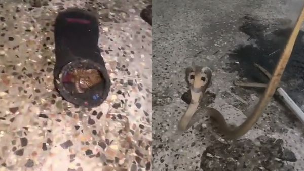 ஈரோடு மாணவனின் காலணியில் பதுங்கிய நாகபாம்பு .. தொட்ட உடன் நடந்த பெரிய ட்விஸ்ட்