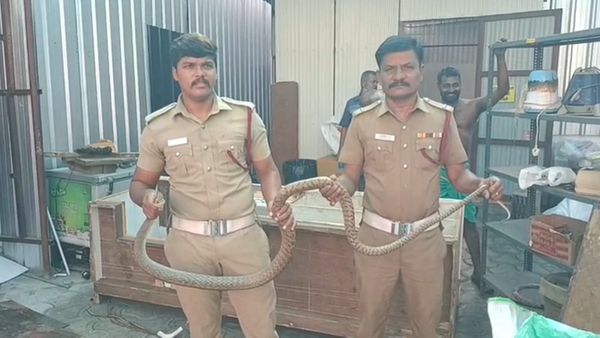 ஈரோட்டில் சாப்பாடு தேடி வந்த 10 அடி நீள பாம்பு... வீட்டிற்குள் பாம்பு வந்தால் என்ன செய்ய வேண்டும்?