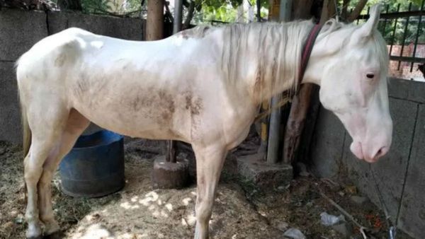 திடீரென உயிரிழந்த சென்னை குதிரை.. லேப் ரிப்போர்ட்டில் உறுதியான கிளாண்டர்ஸ்.. மனிதர்களுக்கும் பரவுமா