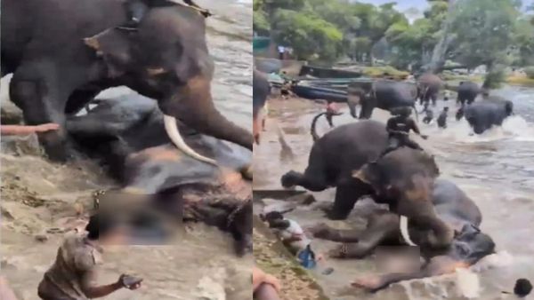 யானைகள் சண்டையில் உடல் நசுங்கி உயிரிழந்த சென்னை பெண்! கணவர் செய்த நெகிழ்ச்சி செயல்!