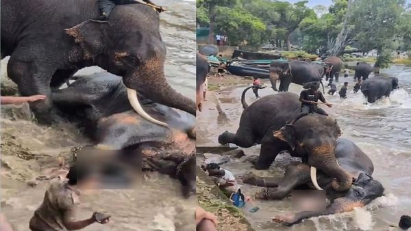 வெளியேறிய 70 லிட்டர் ரத்தம்! தமிழ் பெண்ணை நசுக்கி கொன்று.. காவிரியில் நடந்த கொடூர சண்டையில் யானை பலி