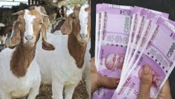 நல்லா பாருங்க.. இந்த கோம்பை ஆடு 65,000 ரூபாய்.. காரணம் கேட்டால் அசந்துருவீங்க.. கோடிகளில் வர்த்தகம்