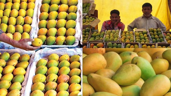 இந்திய மாம்பழங்கள் வேண்டாம்.. அதிரடியாக தடை விதித்த ஜப்பான்! பின்னணியில் ஷாக் காரணம்