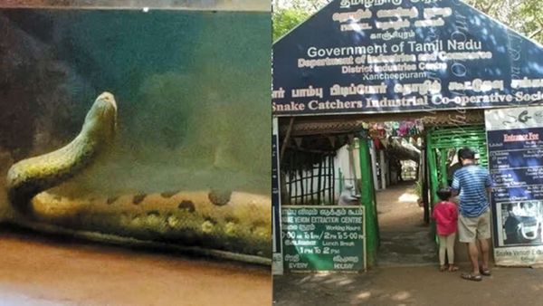 தென் அமெரிக்கா டூ மகாபலிபுரம்.. பாம்புகளிலேயே மிக பெரிய ராட்சசன்.. வடநெம்மேலியில் வியப்பு