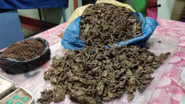ஒரே ஏரியாவில் 53 கிலோ கஞ்சா பறிமுதல்! ஆடிப்போன சென்னை மக்கள்.. 100 போலீஸ் கொண்ட 30 டீம்!