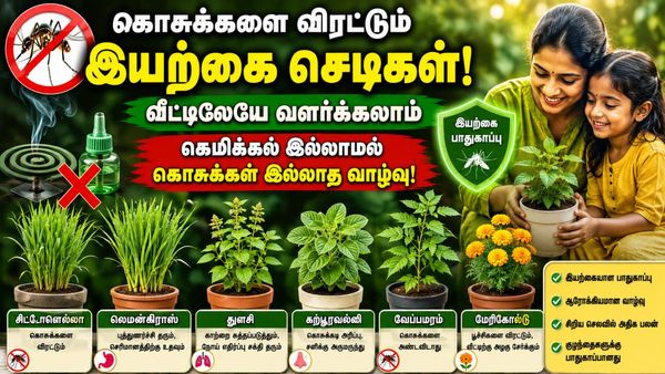 Outdoor Plants: லிக்விடேட்டரை தூக்கி போடுங்கள்! வீட்டிற்குள் கொசு வராமல் தடுக்கும் வைங்க!