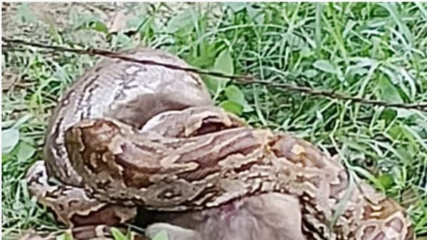 14 அடி மலைப்பாம்பு குரங்கை விழுங்க முயல.. வேலூர் மாந்தோப்பில் கூச்சலிட்ட குரங்குகள்.. உறைந்த விவசாயிகள்
