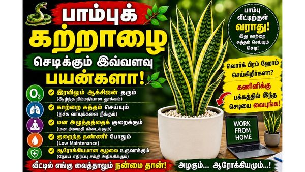 வொர்க் ப்ரம் ஹோம் செய்றீங்களா? கணினிக்கு பக்கத்தில் இந்த பாம்புக் கற்றாழை செடியை வைங்க!