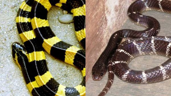 கட்டுவிரியன் பாம்பு கடித்தால் தெரியாதா? தூக்கத்திலே போகும் உயிர்? இரவு வேட்டையின் பின்னணி என்ன