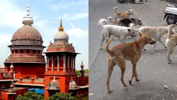 தெரு நாய்களை கட்டுப்படுத்த எடுத்த நடவடிக்கை என்ன? தமிழக அரசிடம் கேட்ட சென்னை ஐகோர்ட்!