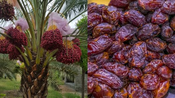 Arabian Dates: கிருஷ்ணகிரியில் விளையும் அரேபியன் டேட்ஸ்! ஒரு கிலோ ரூ 200! அசத்தும் விவசாயி ஈஸ்வரன்!