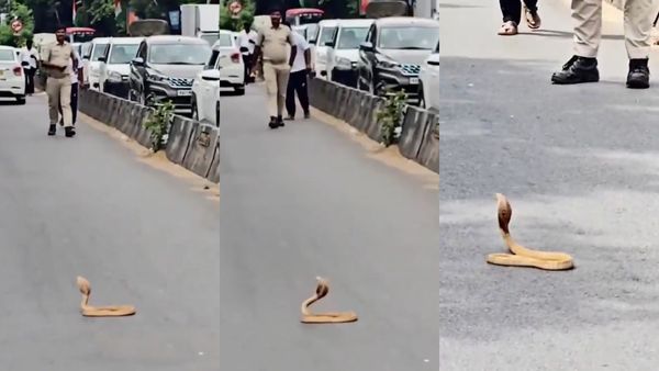 பெங்களூர் போக்குவரத்தை முடக்கிய நல்ல பாம்பு.. இப்படி நடக்கும்னு யாருமே எதிர்பார்க்கலை