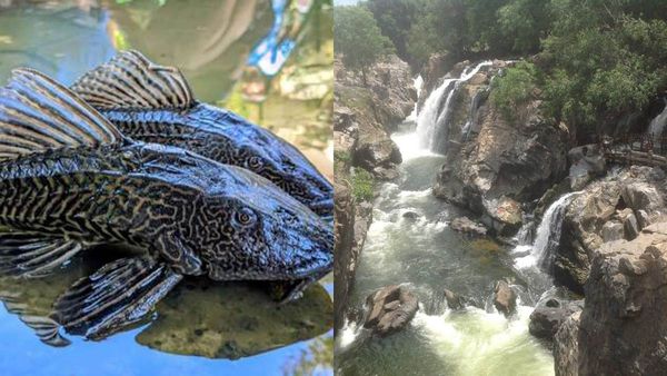 காவிரியில் ஊடுருவிய ஏலியன் மீன்.. சத்தமின்றி ஆக்கிரமிக்கும் அமேசான் அரக்கன்! மொத்த ஆறுக்கும் சிக்கல்