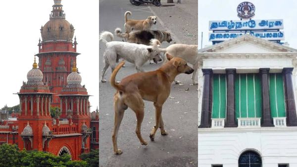 தெருநாய் கடியை தடுக்க நடவடிக்கை எடுக்கவே இல்லை.. தமிழக அரசு மீது உயர்நீதிமன்றம் கடும் அதிருப்தி