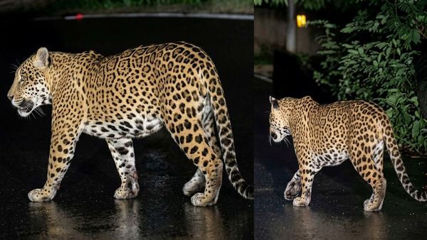 வால்பாறை - பொள்ளாச்சி சாலையில் ஜாலியாக வந்த சிறுத்தை.. கோவையில் பதறி ஓடிய டூரிஸ்ட்கள்!