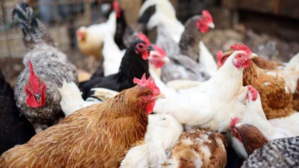 Chicken: சிக்கன் பிரியர்களே!தமிழகத்தில் நாளை முதல் கறிக்கோழி வணிகர்கள் அறிவித்த போராட்டம் வாபஸ்!