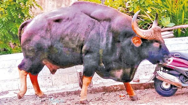 கார்களிலும் டூவீலர்களிலும் உரசியபடி ஆட்டம்.. கொடைக்கானலில் மக்களை அலறவிட்ட பிரம்மாண்ட காட்டெருமை