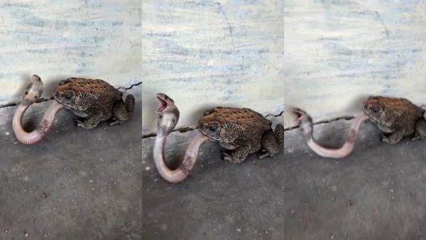 உயிருள்ள பாம்பை விழுங்கிய அசுர தவளை.. இணையத்தில் வைரலாகும் வீடியோ! பார்த்து நடுங்கிய நெட்டிசன்கள்