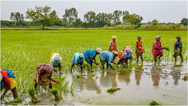 கட்டுப்படி ஆகாத மானியம்.. விவசாயிகள் கேட்பது இதுதான்! டெல்டாவை காப்பாற்றுவாரா விஜய்?